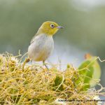 Silvereye.