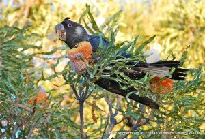 Acorn Banksia.