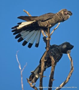 Carnaby's Black Cockatoo.