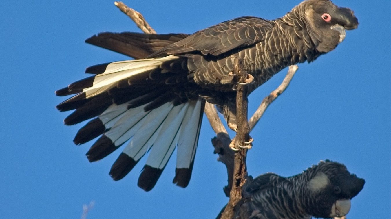 Carnaby's Black Cockatoo.