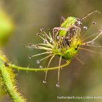 Sundew with prey.