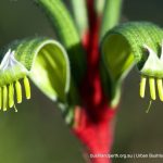 Kangaroo Paw.