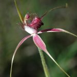 A Caladenia species orchid.