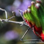 Praying Mantis on Red Kangaroo Paw.