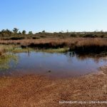 Main Wetlands (Early Winter).