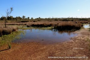 Main Wetlands (Early Winter).