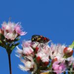 Jewel Beetle on Feather Flowers.