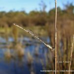 Damselfly (Mid Winter).