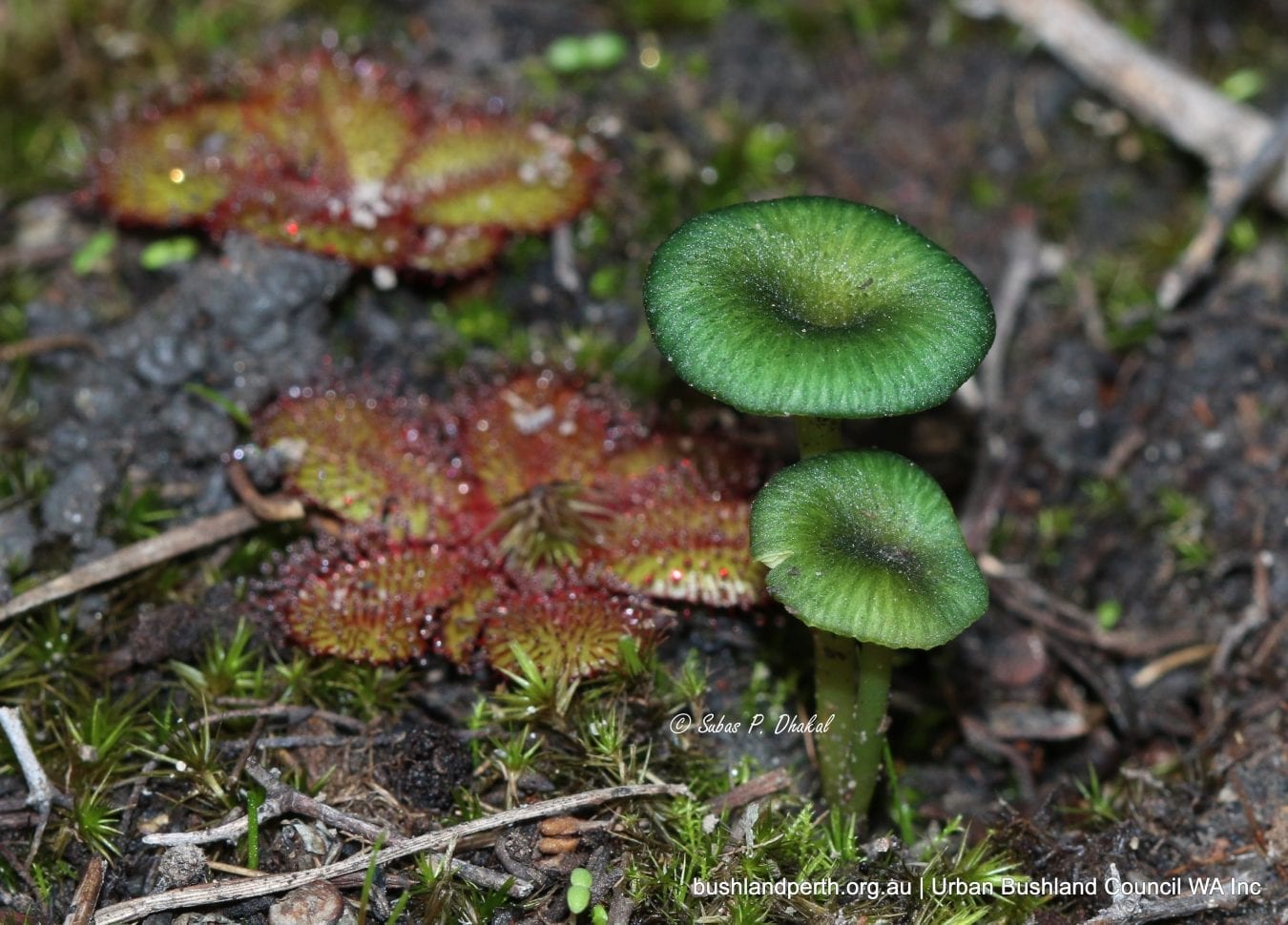 Green Edge Pinkgill Fungi.
