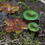 Green Edge Pinkgill Fungi.