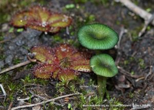 Green Edge Pinkgill Fungi. Green Edge Pinkgill Fungi.