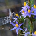 Dragonfly on the Star of Bethlehem orchid.