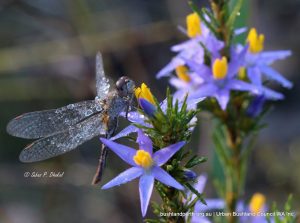 Dragonfly on the Star of Bethlehem orchid. Dragonfly on the Star of Bethlehem orchid.