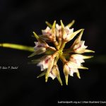 Autumn Leek Orchid.