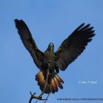 Red Tailed Cockatoo.