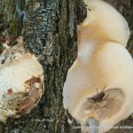 Spider on White Punk Fungi.