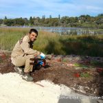 Lake Claremont bushland rehabilitation volunteering.