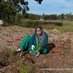 Lake Claremont bushland rehabilitation volunteering.