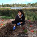 Lake Claremont bushland rehabilitation volunteering.