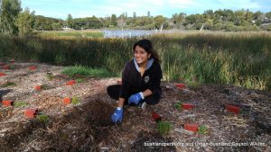 Lake Claremont bushland rehabilitation volunteering.