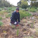 Lake Claremont bushland rehabilitation volunteering.