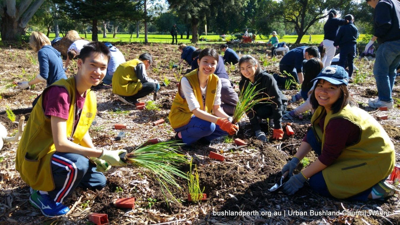 Lake Claremont bushland rehabilitation volunteering.