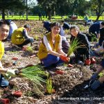 Lake Claremont bushland rehabilitation volunteering.