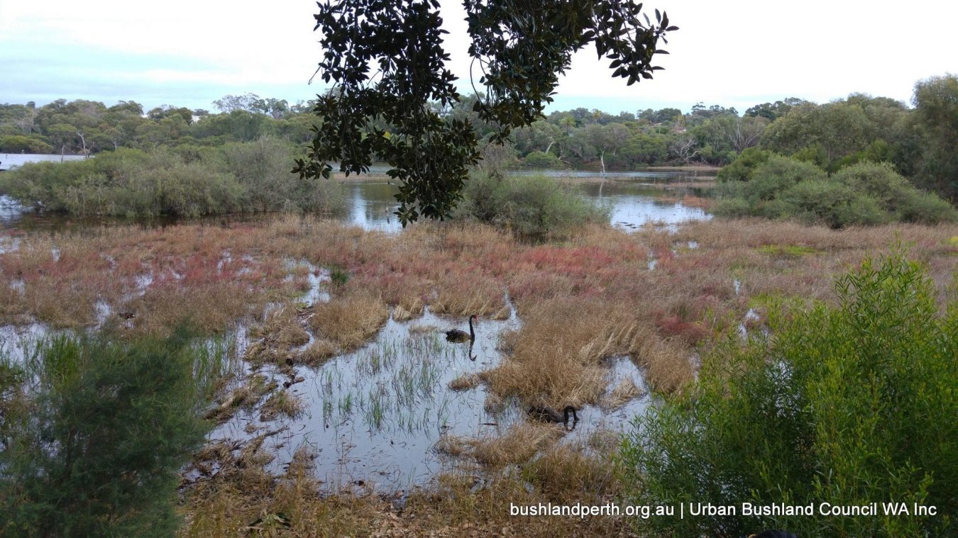 Lake Claremont wetland.