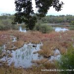 Lake Claremont wetland.