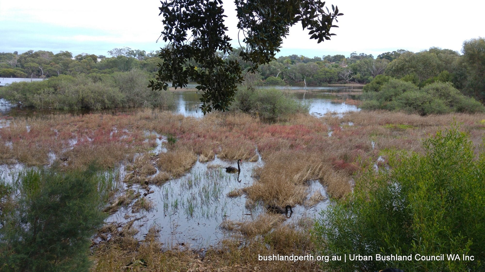 Wonderful Wetlands around Perth Urban Bushland Council WA