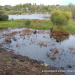 Lake Claremont wetland.