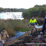 Lake Claremont bushland rehabilitationvolunteering.