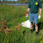 Lake Claremont bushland rehabilitation volunteering.