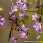 Scorpion Fly on Pepper and Salt.