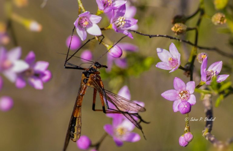 Scorpion Fly on Pepper and Salt.