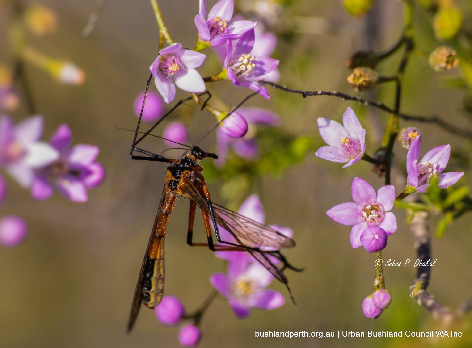 Scorpion Fly on Pepper and Salt.