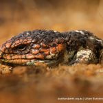 Bob Tail Skink.