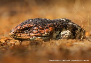 Bob Tail Skink.