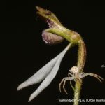 Flower Spider on Bunny Orchid.