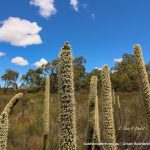 Grass Trees in Full Bloom.