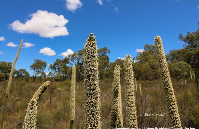 Grass Trees in Full Bloom.