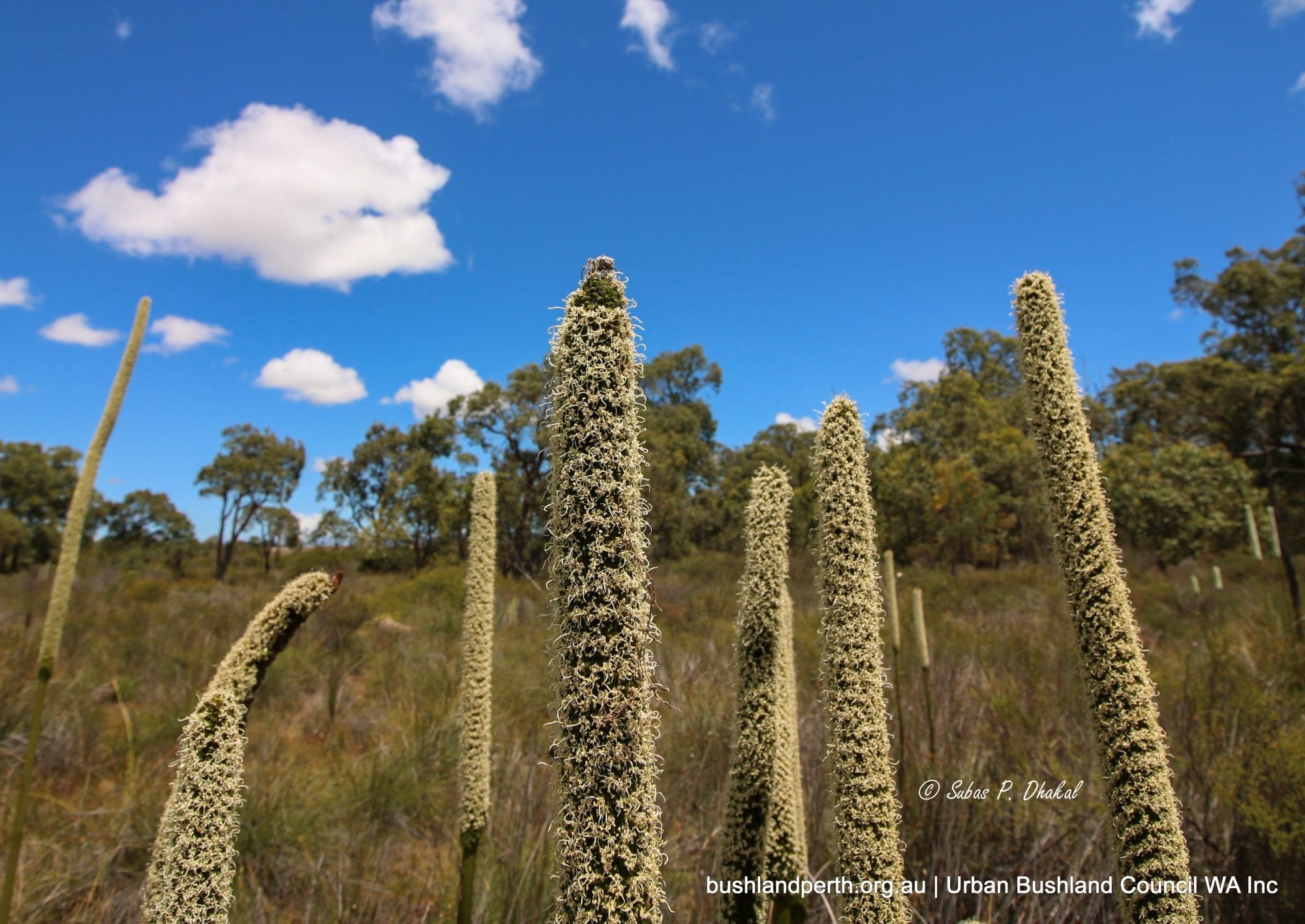 Grass Trees in Full Bloom.