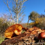 Rustgill Fungi.