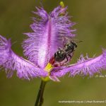 Stingless Bee on Fringe Lily.