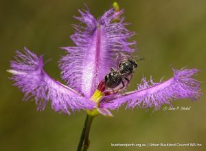 Stingless Bee on Fringe Lily.