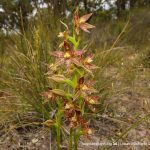 Leopard Orchid.