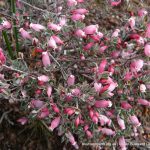 Astroloma serratifolium - Kondrung.