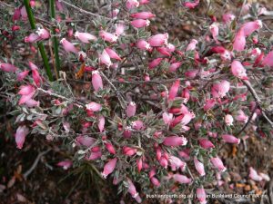 Astroloma serratifolium - Kondrung.