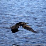 Australian Darter.