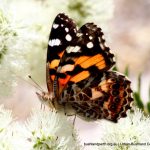 Australian Painted Lady Butterfly.